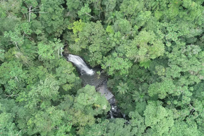 Desmatamento em Santa Catarina reduz 40% entre 2023 e 2024