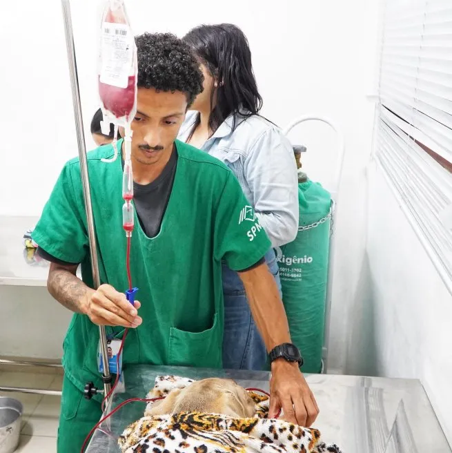 PATA recebe primeira doadora da Campanha Sangue Bom Pra Cachorro