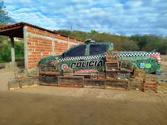 Operação “Asas Livres”: PM resgata 21 aves silvestres em cativeiro em São Raimundo Nonato