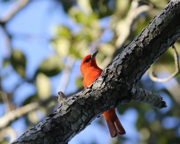 Monitoramento de aves encontra novos registros no Parque Estadual de Mirador