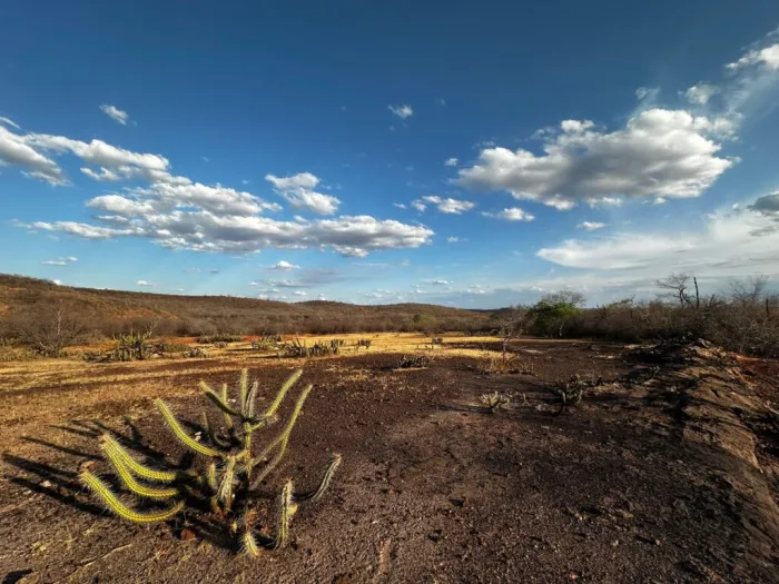 Piauí volta a registrar seca extrema após sete anos; 22,2% do território está sob impacto severo