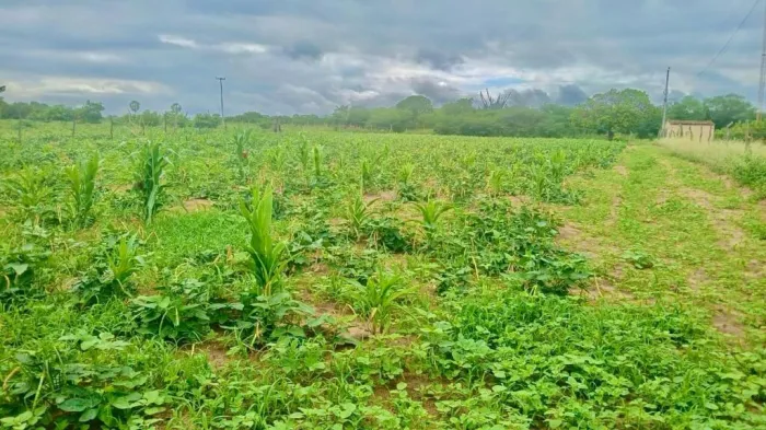 Garantia-Safra: SAF alerta gestores de 96 municípios sobre o fim do prazo para verificação de perdas na produção