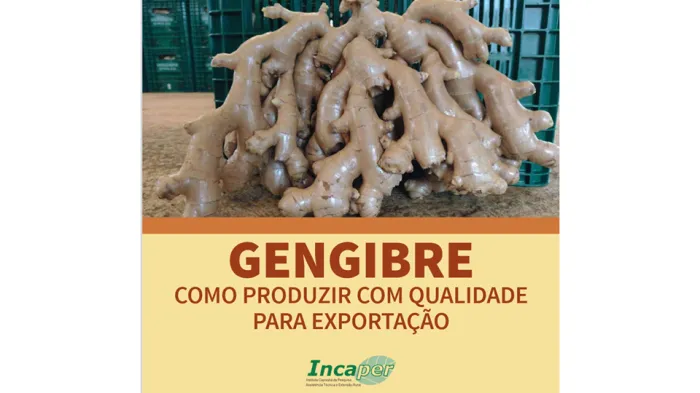 Incaper lança publicação com orientações técnicas de produção de gengibre para exportação