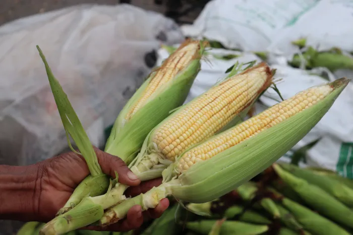 Foto: Marcos Braga/SDE