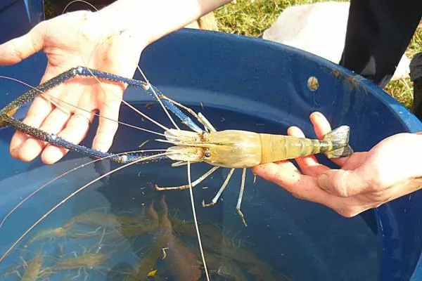 Vereadores pedem emenda parlamentar para projeto de criação de camarão gigante da Malásia