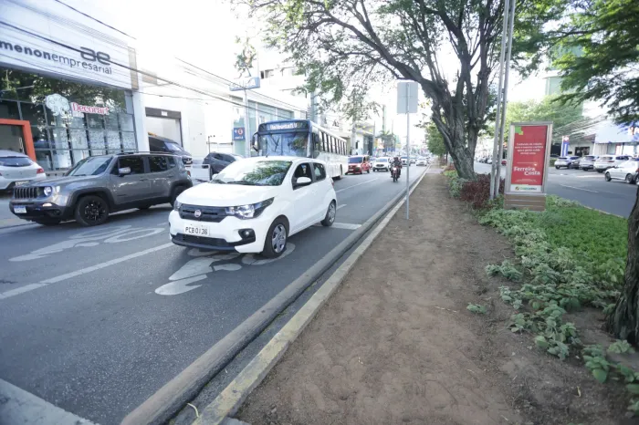 Prefeitura de Caruaru alerta para riscos com árvores durante períodos de chuva intensa