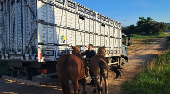 Parceria entre DER/SE e BPRv reduz acidentes envolvendo animais e garante segurança nas rodovias estaduais