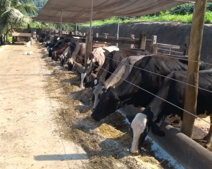Espírito Santo apresenta inovações para a alimentação do gado leiteiro na 7º TecLeite