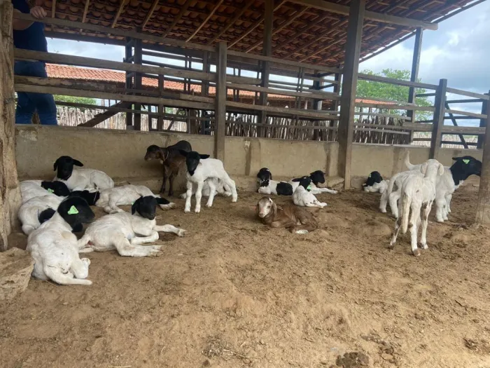 Empaer realiza Dia de Campo sobre a cadeia produtiva da caprionocultura de carne e leite