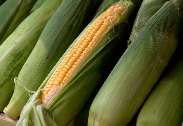 Comerciantes que desejam vender milho na Empasa devem efetuar cadastro até 6 de junho