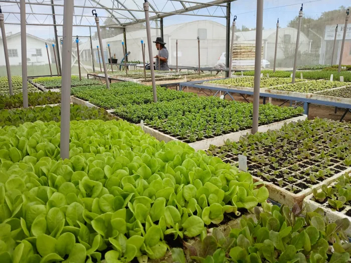 TecnoHorti 2025 destaca inovação e sustentabilidade na produção de hortaliças