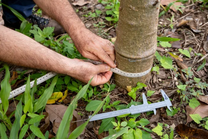 Na Semana do Meio Ambiente, Secties destaca ações científicas para preservação e desenvolvimento sustentável