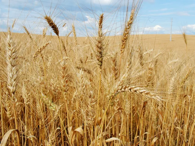 Epagri recomenda antecipar as lavouras de trigo no Oeste catarinense