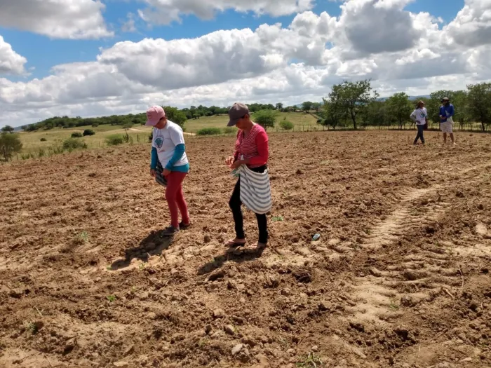Produtores iniciam plantio de algodão agroecológico no Reassentamento Águas de Acauã