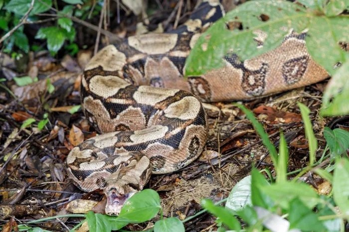 Foto: : Tiago Junior - Ascom/Inema