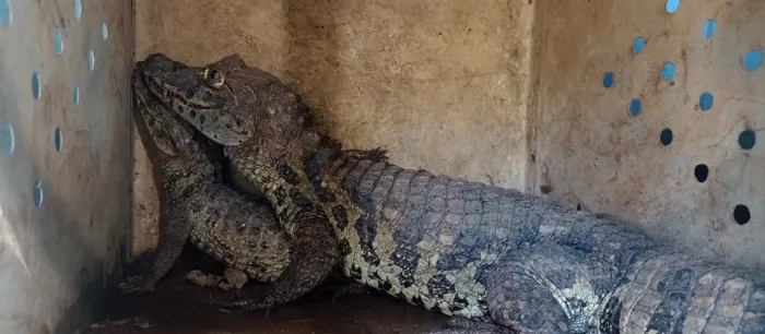 Batalhão Ambiental da PMES apreende jacarés e jabutis mantidos ilegalmente em cativeiro em João Neiva