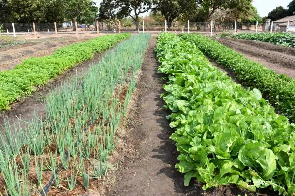 Implantação de horta comunitária no Cras Vitória Régia é solicitada por parlamentar