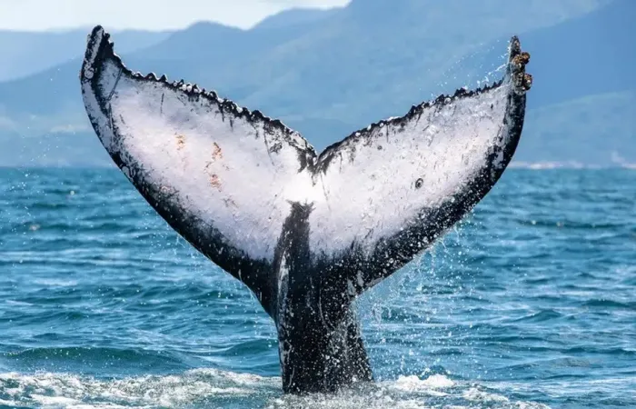 Observação de baleias impulsiona turismo de inverno no Litoral Norte de SP
