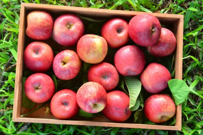 AVISO DE PAUTA: Epagri promove o 16º Senafrut em São Joaquim, de 10 a 12 de junho