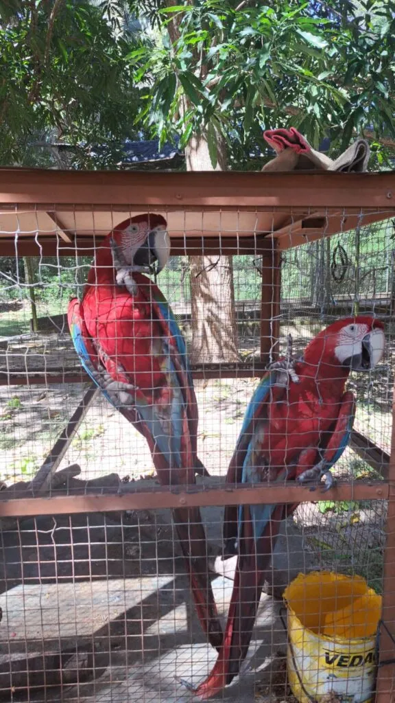 Semarh realiza acolhimento de araras-vermelhas em Barras com apoio de cidadão