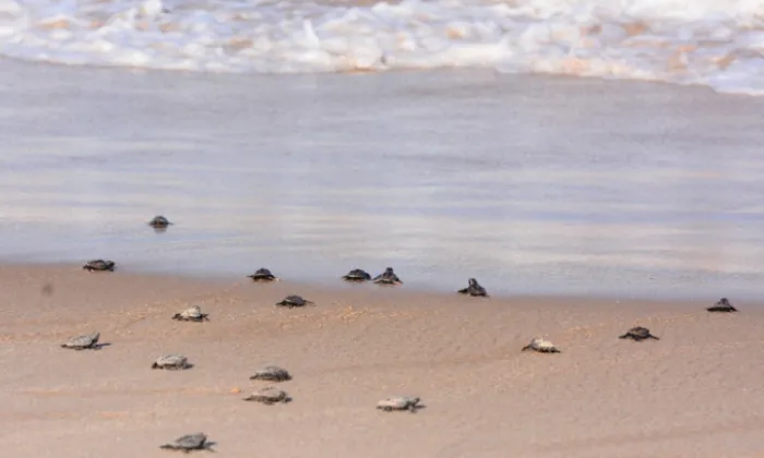 Foto: Reprodução/Prefeitura de João Pessoa - PB