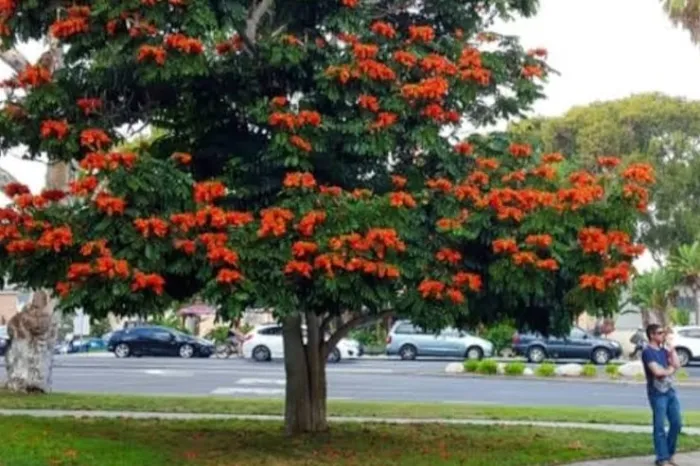Lei de Zé Teixeira deve proibir plantio de espécie invasora em MS