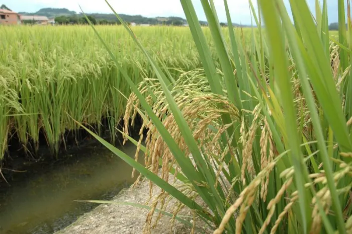 AVISO DE PAUTA: Dia de Campo SC+Arroz apresenta inovações para a rizicultura sustentável no estado