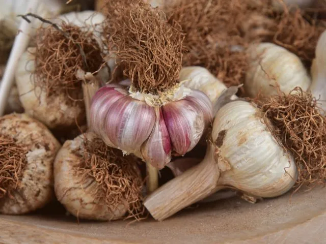 Foto: Reprodução/Secom SC