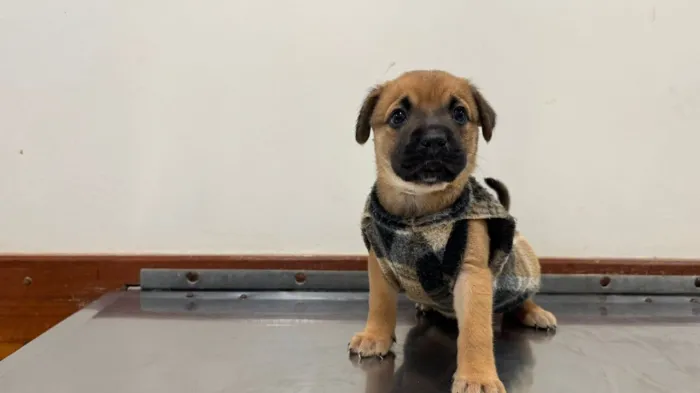Bem-Estar Animal promove feira de adoção de cães em Rio Preto