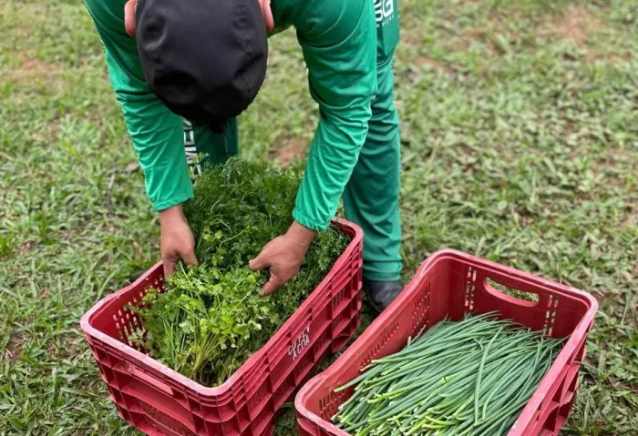 Prefeitura entrega primeira colheita da horta da UTRE ao Restaurante Popular