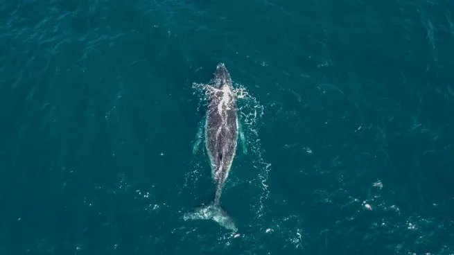 Observação de baleias impulsiona turismo de inverno em São Sebastião