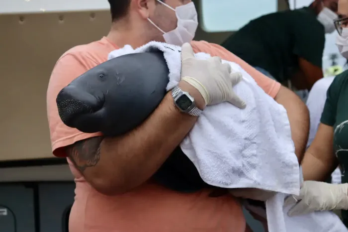 Foto: Izabela Nascimento - Semas