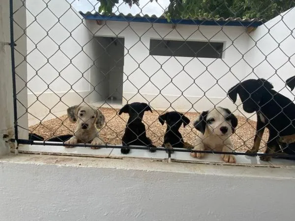 Câmara aprova lei que cria Semana Municipal de Adoção e Proteção Animal