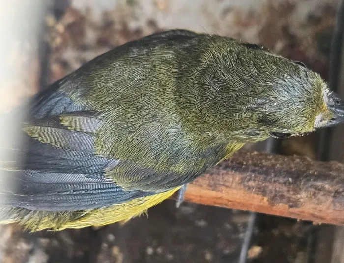 Foto: Divulgação/Ascom Inema