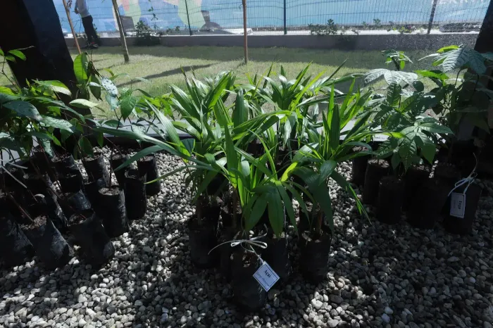 Foto: Alex Ribeiro - Ag. Pará