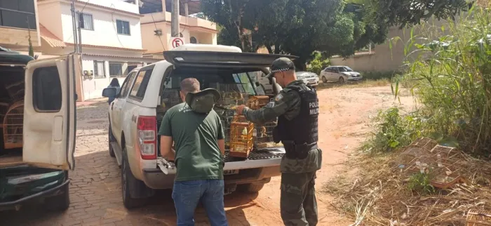 Iema resgata 69 aves em Castelo e destina animais para cuidados especializados