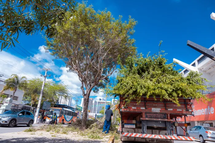Prefeitura de Caruaru intensifica ações para prevenir queda de árvores e promover arborização sustentável