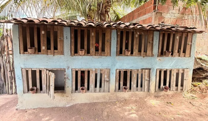 Polícia Militar e Polícia Civil desarticulam ponto de rinha de galos e tráfico de aves silvestres em Pio IX