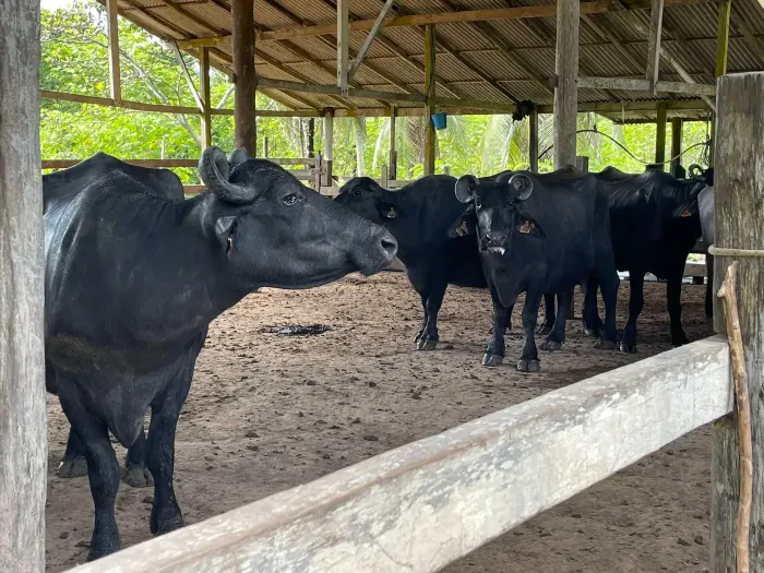 Foto: Mateus Costa/ASCOM Sedap