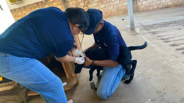 Vigilância Ambiental intensifica pesquisa de leishmaniose canina em bairros do Município