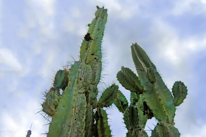 Foto: Feijão Almeida/GOVBA