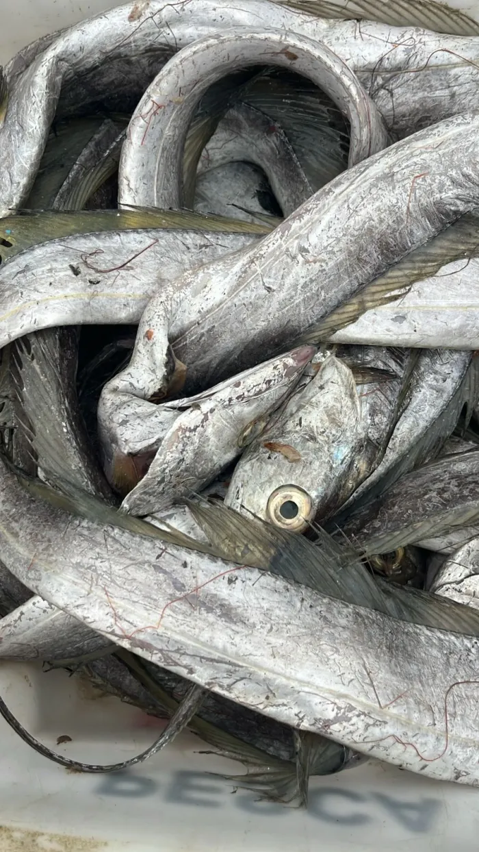 Ação integrada apreende pescados irregulares e combate construções ilegais às margens do Canal de Bertioga