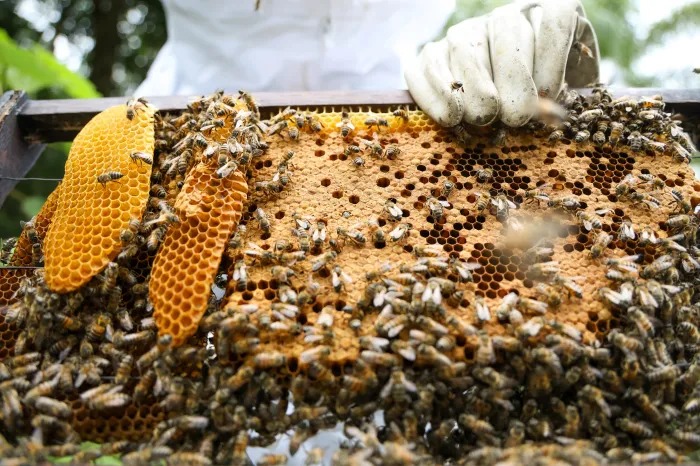 Foto: Reprodução/Secom SC