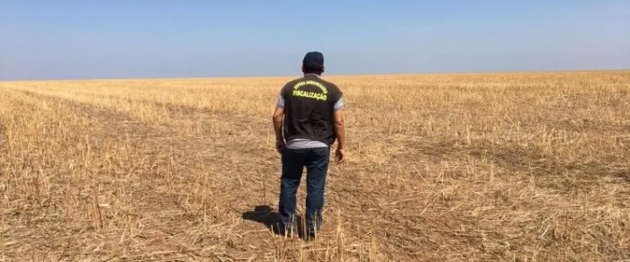 Vai começar o vazio sanitário da soja para a região Sul do Maranhão