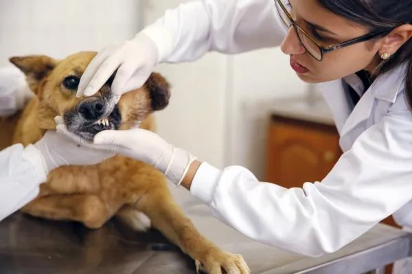 Indicação pede implantação de hospital veterinário público em Sorriso