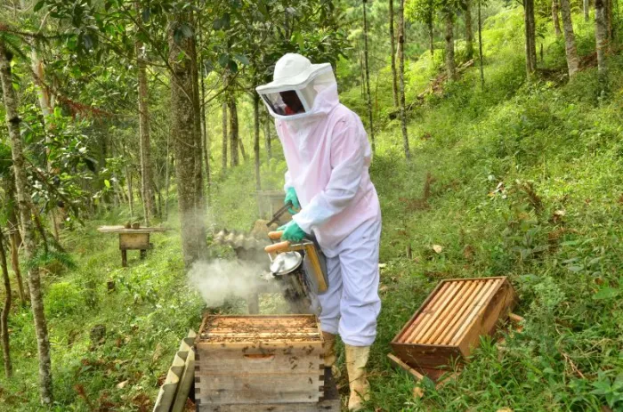 Das ferramentas para as colmeias: conheça a história do primeiro apicultor de Xaxim a conquistar o Selo Arte