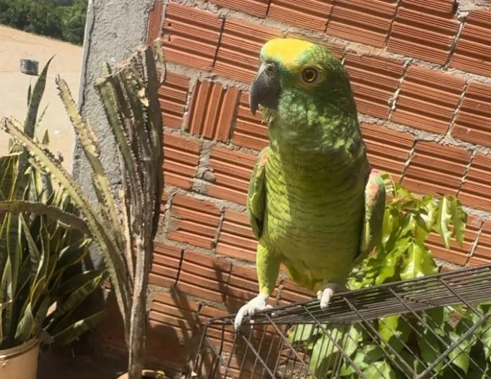 Foto: Divulgação/ CIPPA Lençóis