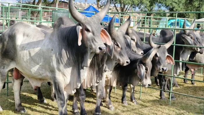 Feiras do Pró-Genética introduziram mais de 800 touros melhoradores no rebanho do Espírito Santo