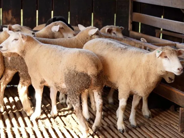 Alto Vale do Itajaí sedia nos dias 11 e 12 o 1º Encontro de Ovinocultores para fortalecer a atividade 