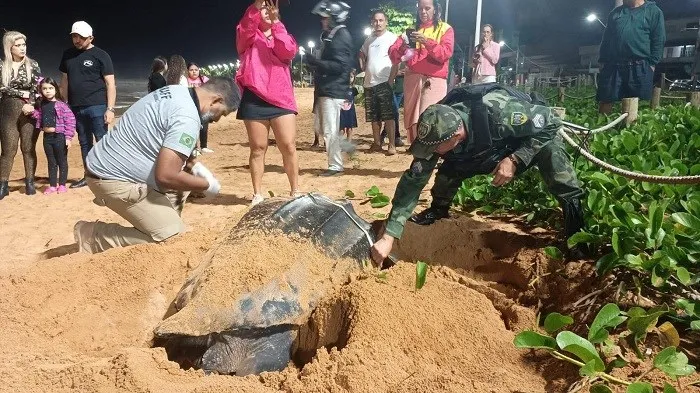 Tartaruga-gigante ameaçada de extinção é avistada na praia de Jacaraípe